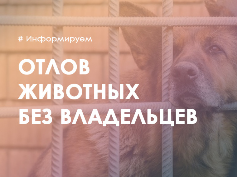 Организация отлова животных без владельцев в 2023 году на территории Слободского района. Организация отлова животных без владельцев в 2023 году на территории Слободского района.